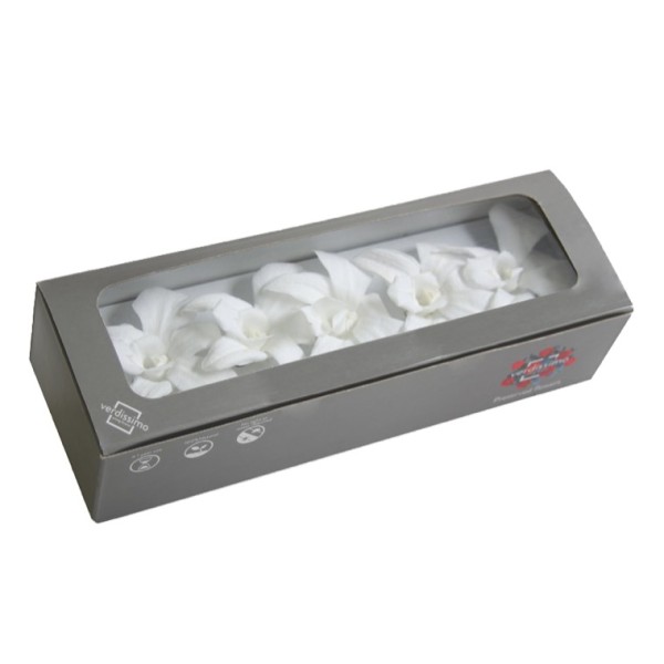 Caja  5 dendrobium preservados 5,5-8cm blanco