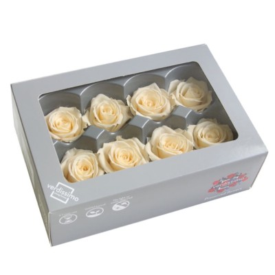 Caja  8 rosas preservada cabeza d  4 5cm champagne