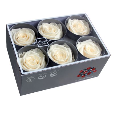 Caja  6 rosas preservadas cabeza d 5cm champagne