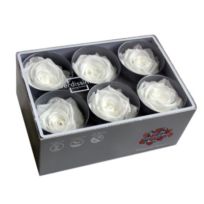 Caja  6 rosas preservadas cabeza d 5cm blanca
