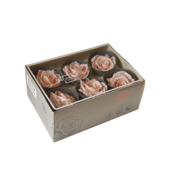Caja  6 rosas pres cabeza d. 5cm rosa empolvado