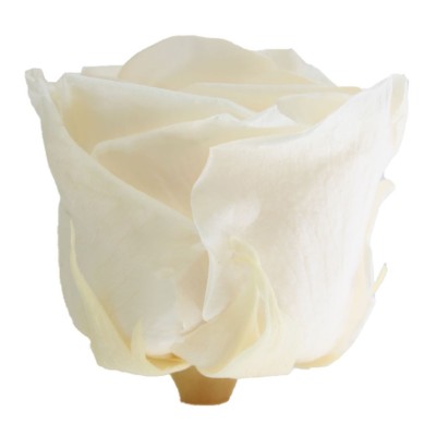 Rosa preservada c/tallo capullo d. 3,5-4,5cm x 27cm envasada champagne