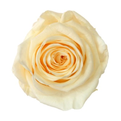 Rosa preservada c/tallo capullo d. 3,5-4,5cm x 27cm envasada champagne