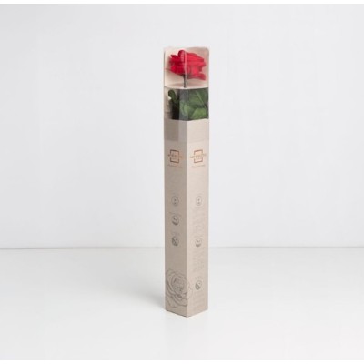Rosa preservada c/tallo capullo d 4 5-6cm x 55cm envasada roja