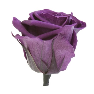 Rosa preservada c/tallo capullo d. 3,5-4,5cm x 27cm envasada purpura