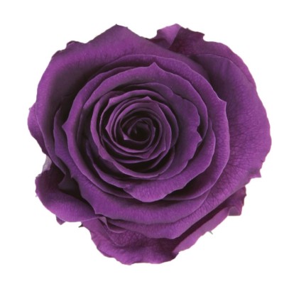Rosa preservada c/tallo capullo d. 3,5-4,5cm x 27cm envasada purpura