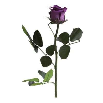 Rosa preservada c/tallo capullo d. 3,5-4,5cm x 27cm envasada purpura