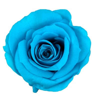 Rosa preservada c/tallo capullo d. 3,5-4,5cm x 27cm envasada turquesa