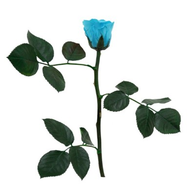 Rosa preservada c/tallo capullo d. 3,5-4,5cm x 27cm envasada turquesa