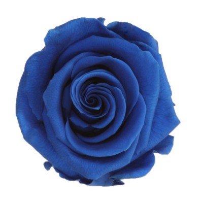 Rosa preservada c/tallo capullo d. 3,5-4,5cm x 27cm envasada azul