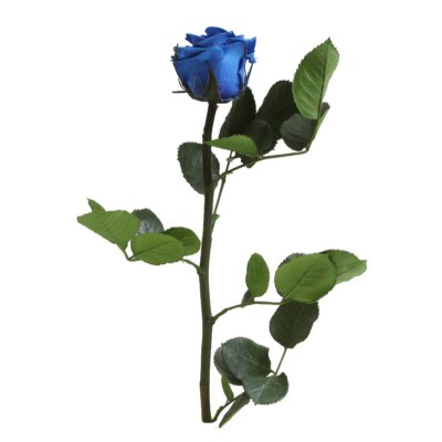 Rosa preservada c/tallo capullo d. 3,5-4,5cm x 27cm envasada azul