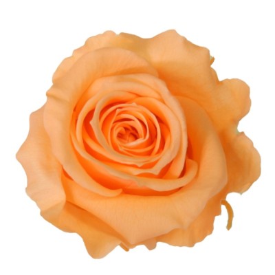 Rosa preservada c/tallo capullo d. 3,5-4,5cm x 27cm envasada melocotón