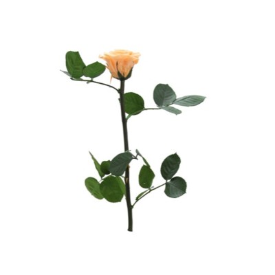 Rosa preservada c/tallo capullo d. 3,5-4,5cm x 27cm envasada melocotón