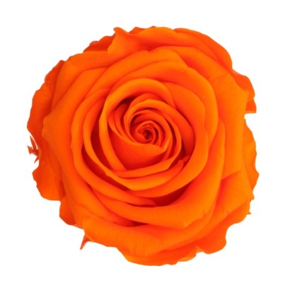 Rosa preservada c/tallo capullo d. 3,5-4,5cm x 27cm envasada naranja