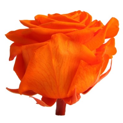 Rosa preservada c/tallo capullo d. 3,5-4,5cm x 27cm envasada naranja