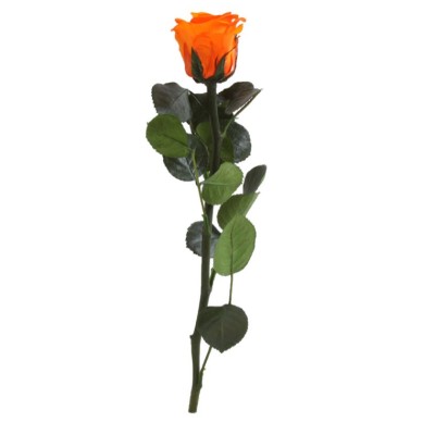 Rosa preservada c/tallo capullo d. 3,5-4,5cm x 27cm envasada naranja