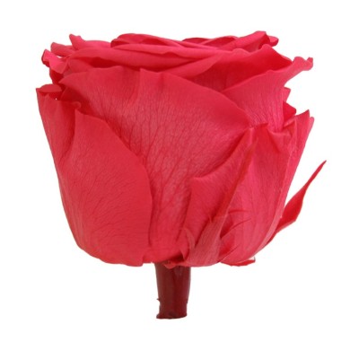 Rosa preservada c/tallo capullo d. 3,5-4,5cm x 27cm envasada rosa fucsia