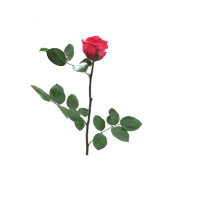 Rosa preservada c/tallo capullo d. 3,5-4,5cm x 27cm envasada rosa fucsia