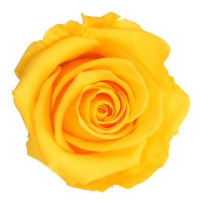 Rosa preservada c/tallo capullo d. 3,5-4,5cm x 27cm envasada amarilla
