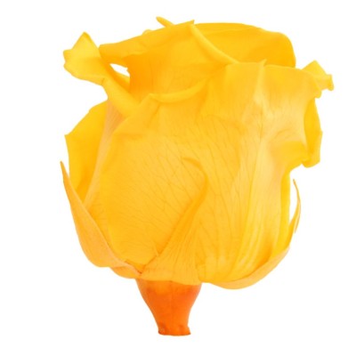 Rosa preservada c/tallo capullo d. 3,5-4,5cm x 27cm envasada amarilla