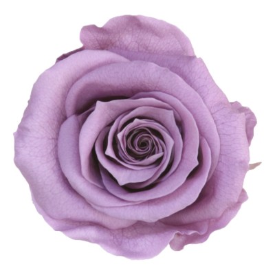 Rosa preservada c/tallo capullo d.4,5-6cm x 55cm envasada lila
