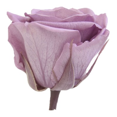 Rosa preservada c/tallo capullo d.4,5-6cm x 55cm envasada lila