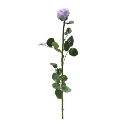 Rosa preservada c/tallo capullo d.4,5-6cm x 55cm envasada lila