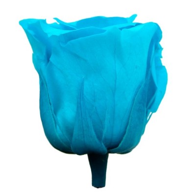 Rosa preservada c/tallo capullo d.4,5-6cm x 55cm envasada turquesa