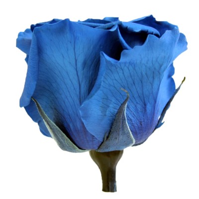 Rosa preservada c/tallo capullo d.4.5-6cm x 55cm envasada azul