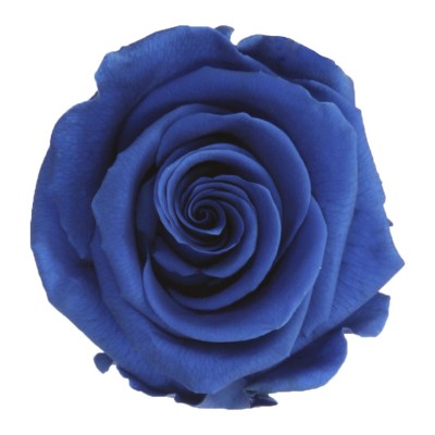 Rosa preservada c/tallo capullo d.4.5-6cm x 55cm envasada azul