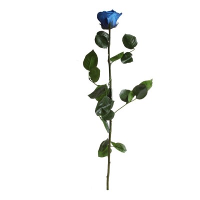 Rosa preservada c/tallo capullo d.4.5-6cm x 55cm envasada azul