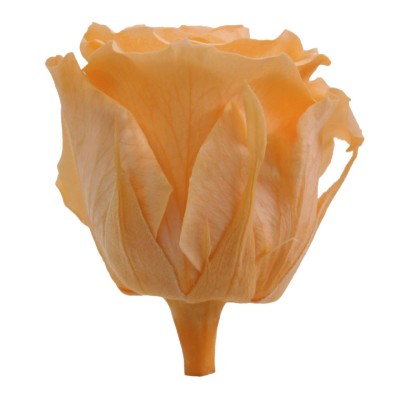Rosa preservada c/tallo capullo d.4.5-6cm x 55cm envasada salmón