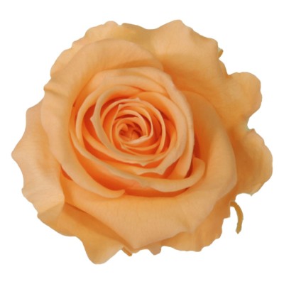 Rosa preservada c/tallo capullo d.4.5-6cm x 55cm envasada salmón