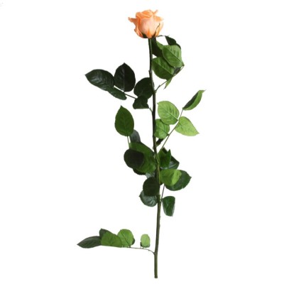 Rosa preservada c/tallo capullo d.4.5-6cm x 55cm envasada salmón
