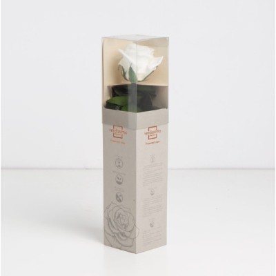 Rosa preservada c/tallo capullo d  3 5-4 5cm x 27cm envasada blanca
