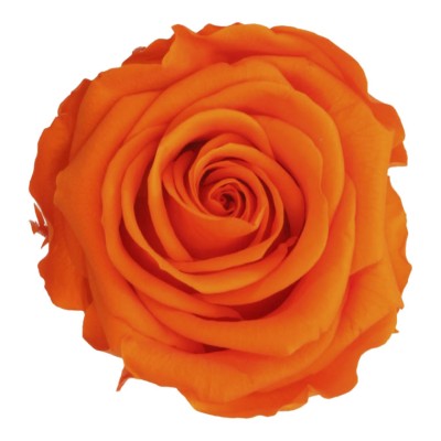 Rosa preservada c/tallo capullo d.4.5-6cm x 55cm envasada naranja