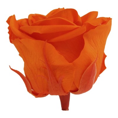 Rosa preservada c/tallo capullo d.4.5-6cm x 55cm envasada naranja
