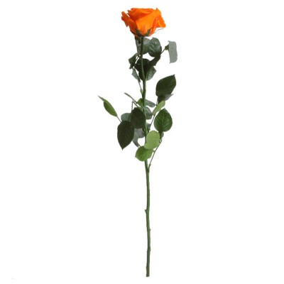 Rosa preservada c/tallo capullo d.4.5-6cm x 55cm envasada naranja
