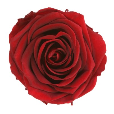 Rosa preservada c/tallo capullo d.4,5-6cm x 55cm envasada burdeos