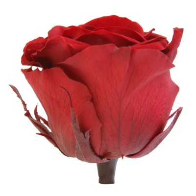 Rosa preservada c/tallo capullo d.4,5-6cm x 55cm envasada burdeos