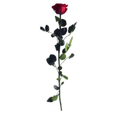 Rosa preservada c/tallo capullo d.4,5-6cm x 55cm envasada burdeos