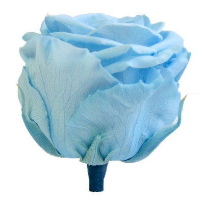 Rosa preservada c/tallo capullo d.4,5-6cm x 55cm envasada azul cielo