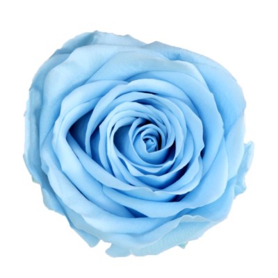 Rosa preservada c/tallo capullo d.4,5-6cm x 55cm envasada azul cielo