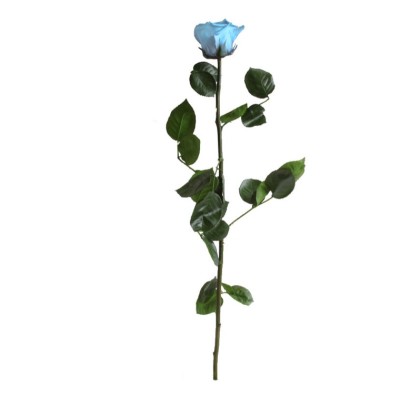 Rosa preservada c/tallo capullo d.4,5-6cm x 55cm envasada azul cielo
