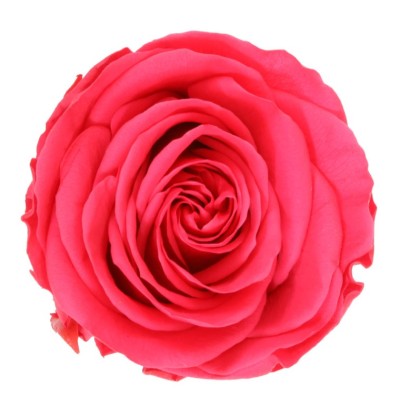 Rosa preservada c/tallo capullo d.4.5-6cm x 55cm envasada rosa fucsia