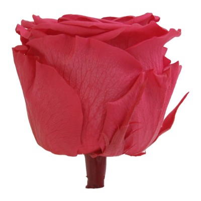 Rosa preservada c/tallo capullo d.4.5-6cm x 55cm envasada rosa fucsia