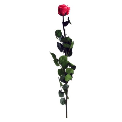 Rosa preservada c/tallo capullo d.4.5-6cm x 55cm envasada rosa fucsia