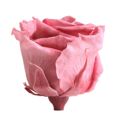 Rosa preservada c/tallo capullo d.4,5-6cm x 55cm envasada cherry blosson