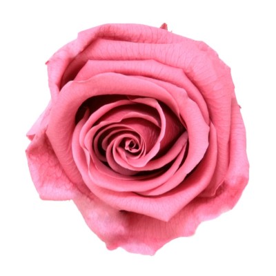 Rosa preservada c/tallo capullo d.4,5-6cm x 55cm envasada cherry blosson
