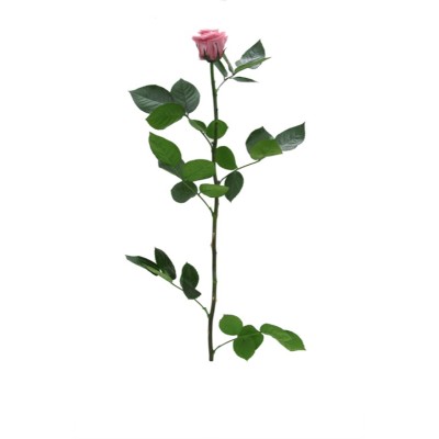 Rosa preservada c/tallo capullo d.4,5-6cm x 55cm envasada cherry blosson
